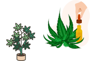 Growing Marijuana seeds in Georgia