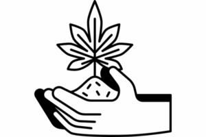 Growing cannabis seeds in Arizona