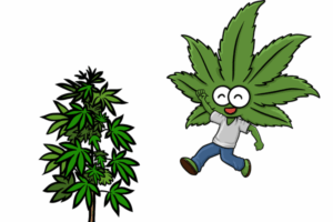 Growing marijuana seeds in California