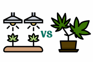 Indoor vs outdoor growing Marijuana Seeds in Colorado