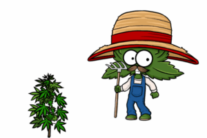 Is it hard to grow marijuana seeds in Alabama?