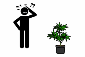 Issues to Consider When Growing Marijuana Seeds in Arizona