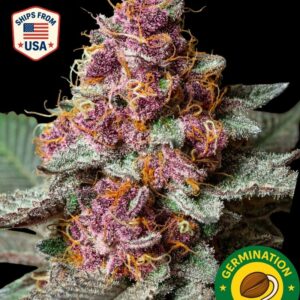 Auto Bubblegum Seeds