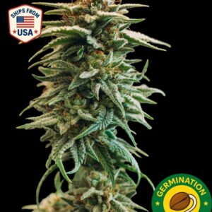 Auto Cherry Pie Seeds