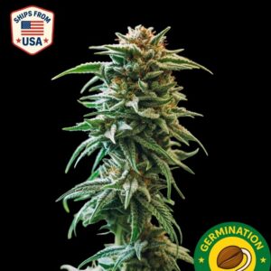 Auto Fastbuds OG Seeds