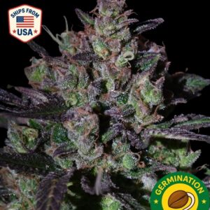 Auto Girl Scout Cookies