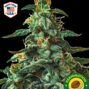 Auto NYC Diesel Seeds