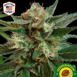 Auto Orange Sherbert Seeds