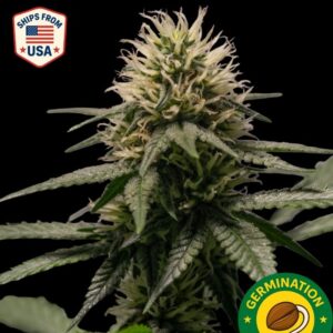 Auto Pluto Cut Seeds