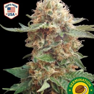 Auto Skywalker OG Seeds