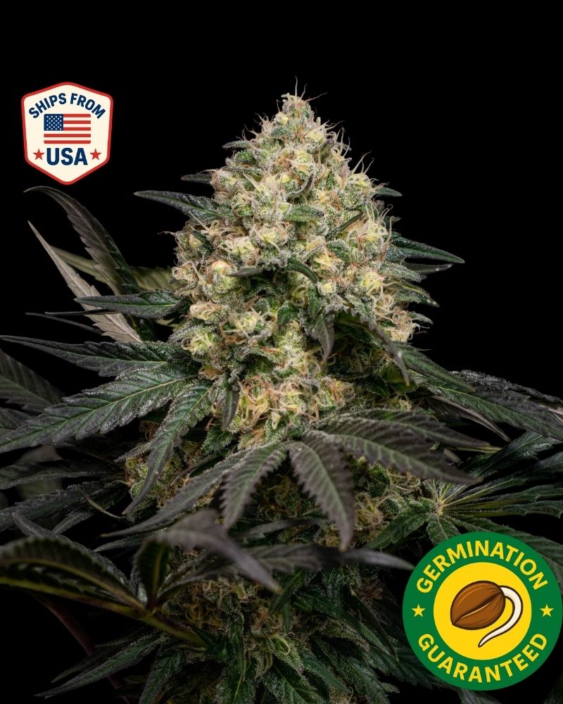 Auto Sour Diesel