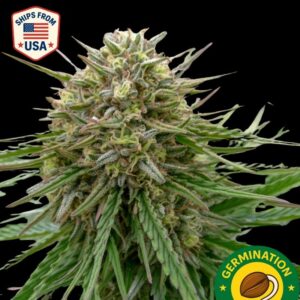 Auto Strawberry Cough