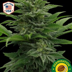 Auto Trainwreck Seeds