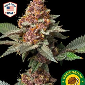 Auto Tropicana Banana Seeds