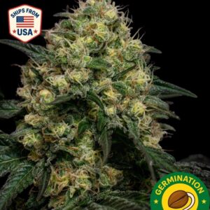 Auto Tropicana Cookies