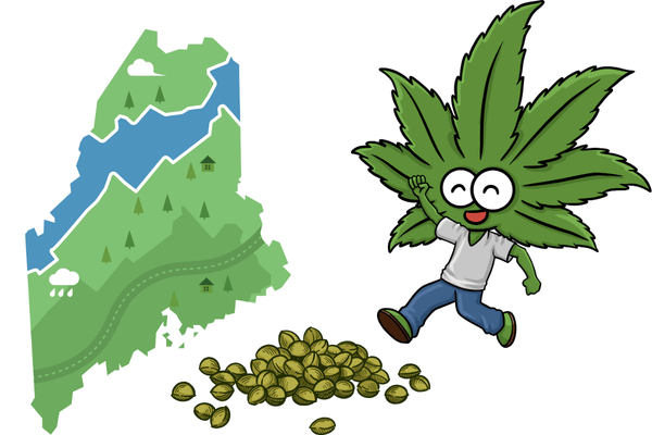 Buy marijuana seeds in Maine from The Seed Connect – premium cannabis genetics shipped fast.