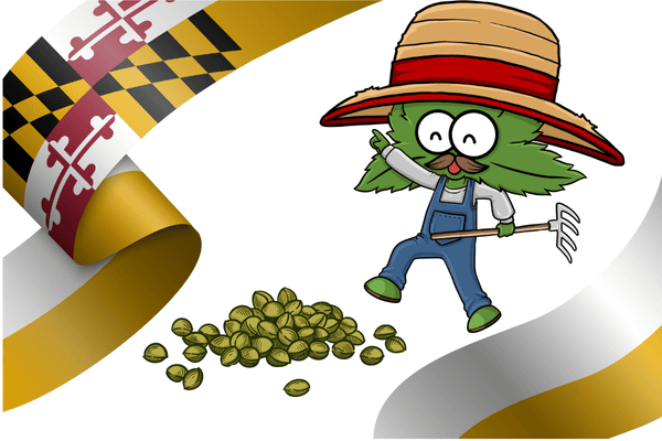 Premium cannabis seeds for sale in Maryland – grow your marijuana garden with top strains from The Seed Connect.