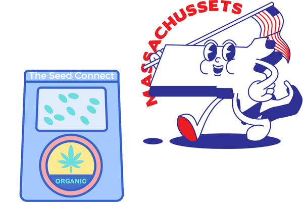 Buy marijuana seeds in Massachusetts – premium cannabis strains from The Seed Connect.