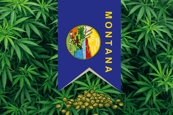 Buy marijuana seeds in Montana – premium cannabis genetics from The Seed Connect with fast U.S. shipping.