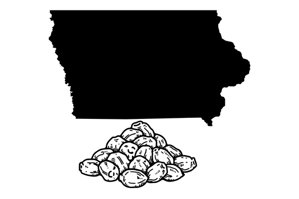 Marijuana seeds in Iowa – premium cannabis genetics delivered discreetly to your doorstep.