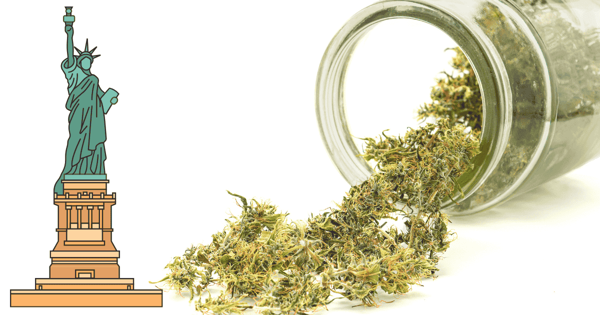 Buy marijuana seeds in New York – premium cannabis genetics from The Seed Connect with fast U.S. shipping.