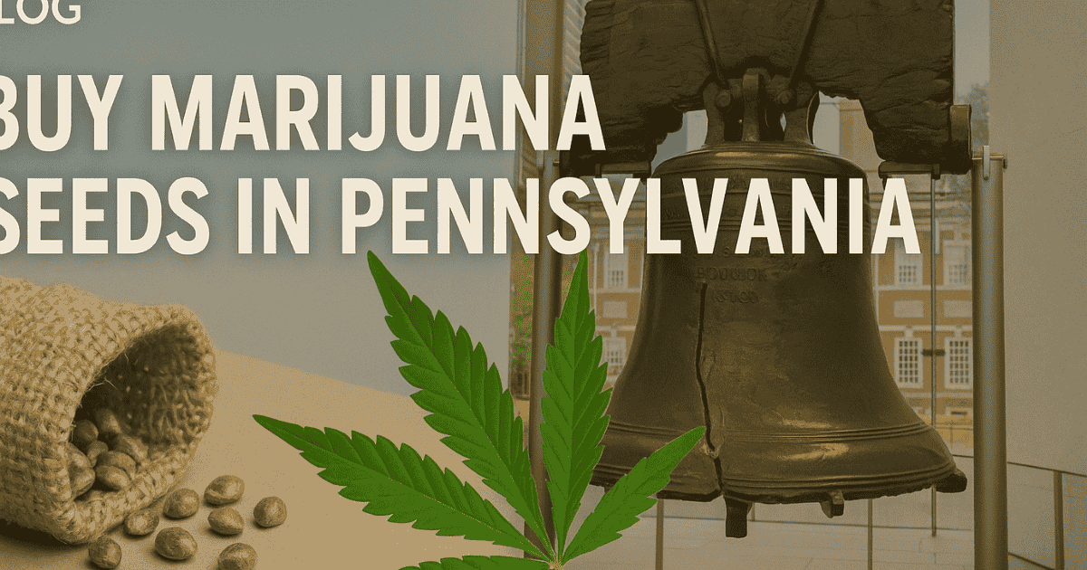 Buy marijuana seeds in Pennsylvania – premium cannabis genetics from The Seed Connect with fast, discreet shipping.