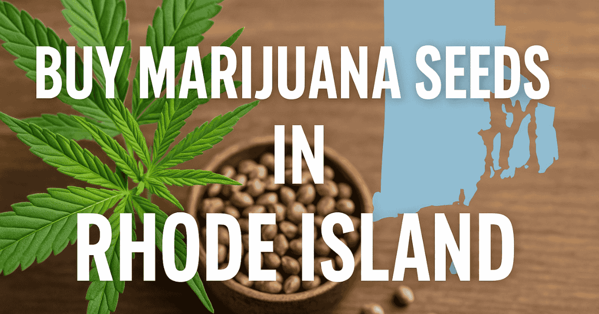 Buy marijuana seeds in Rhode Island – premium cannabis seeds from The Seed Connect with fast, discreet shipping.