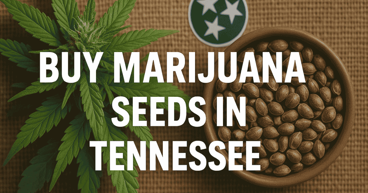 Buy marijuana seeds in Tennessee – premium cannabis genetics from The Seed Connect with fast, discreet shipping.