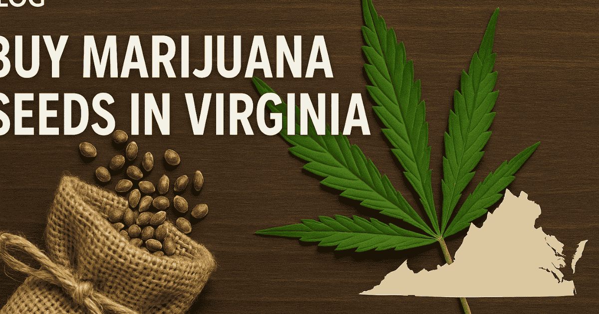 Buy marijuana seeds in Virginia – premium cannabis genetics from The Seed Connect with fast, discreet shipping.