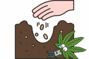 Growing Marijuana Seeds in Maine with the seed connect