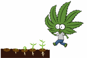 Growing Marijuana Seeds in Maryland