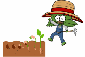 Growing Marijuana Seeds in Massachusetts