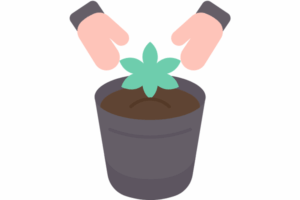 Growing marijuana seeds in Montana