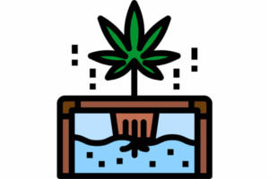 Growing Marijuana Seeds in Indiana