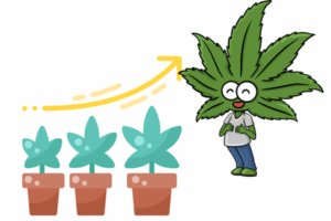 Growing Marijuana seeds in Nebraska