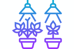 Growing marijuana seeds in New Jersey