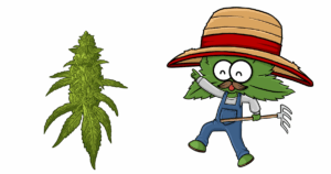 Growing Marijuana seeds in New York