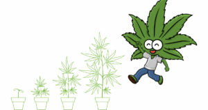 Growing Marijuana Seeds in North Carolina