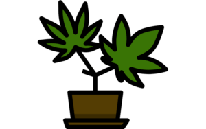 Growing Marijuana seeds in Oklahoma