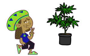 Growing Marijuana seeds in Oregon