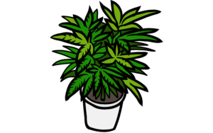 Growing Marijuana Seeds in Pennsylvania