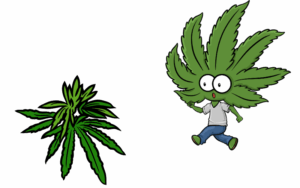 Growing marijuana seeds in Utah