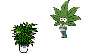 Growing marijuana seeds in vermont