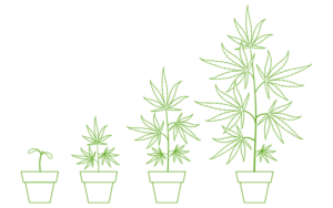 Growing marijuana seeds in Virginia