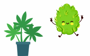 Growing marijuana seeds  in washington DC