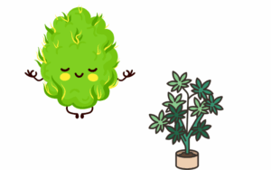 Growing marijuana seeds in Wyoming