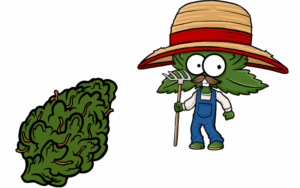 Growing Buy marijuana seeds in South Dakota