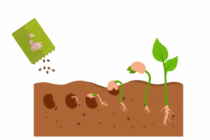 How to grow Marijuana Seeds In Louisiana