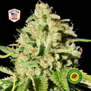 Auto Apples & Bananas Seeds