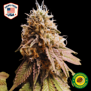 Auto Cadillac Rainbows